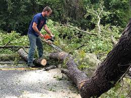 Professional Tree Removal in Braham, MN